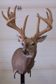 Cured whitetail antlers set on a left-turn, on a semi upright form