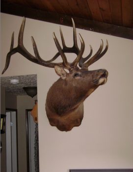 Moose Taxidermy Mount | Cuss Creek Taxidermy, Saskatchewan